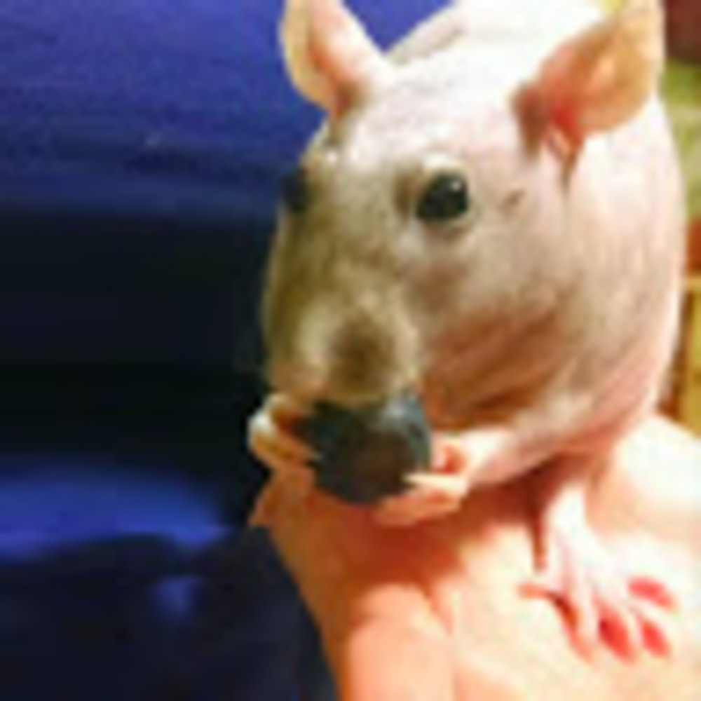 Meet your Posher, Chrissy